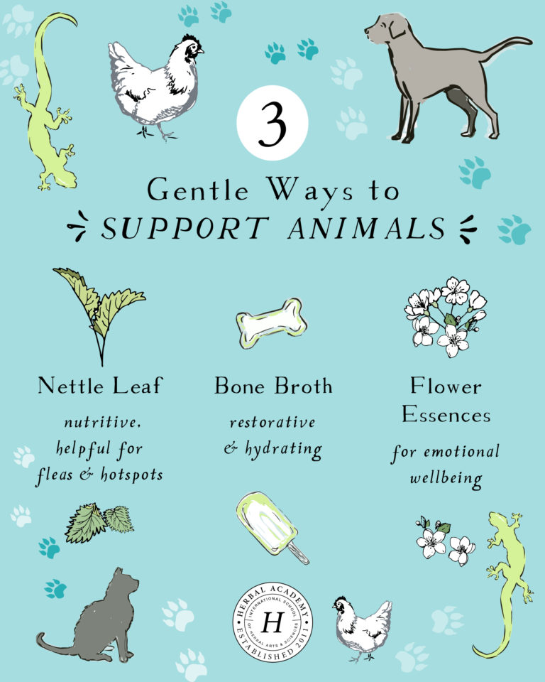 How To Use Herbs to Care for Pets Herbal Academy