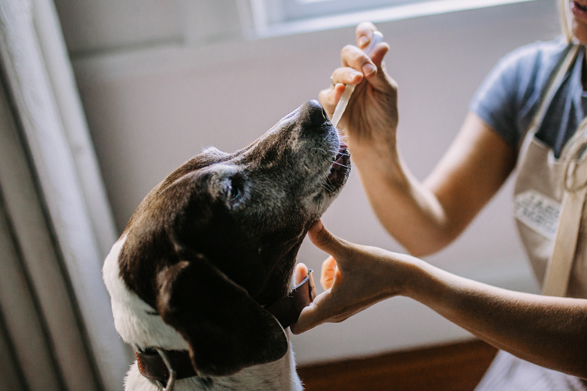 How To Use Herbs to Care for Pets | Herbal Academy | Learn about our newest Herbarium intensive, Herbs for Animals, and start using herbs to care for pets naturally!