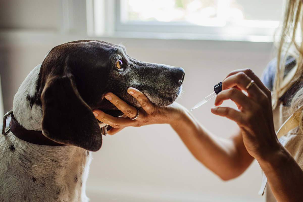 How To Use Herbs to Care for Pets | Herbal Academy | Learn about our newest Herbarium intensive, Herbs for Animals, and start using herbs to care for pets naturally!