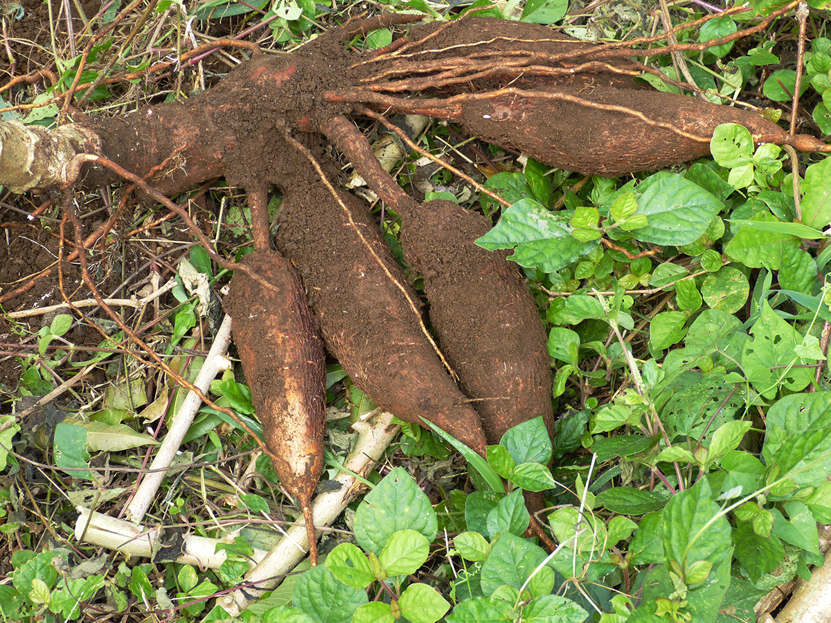 Health Benefits & Uses of Cassava Root | Herbal Academy | Cassava root is a versatile and nutritious root that's been used for food and wellness benefits for centuries. Learn how to use cassava root in this post!