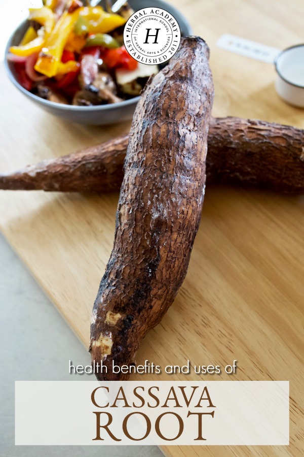Health Benefits & Uses of Cassava Root | Herbal Academy | Cassava root is a versatile and nutritious root that's been used for food and wellness benefits for centuries. Learn how to use cassava root in this post!