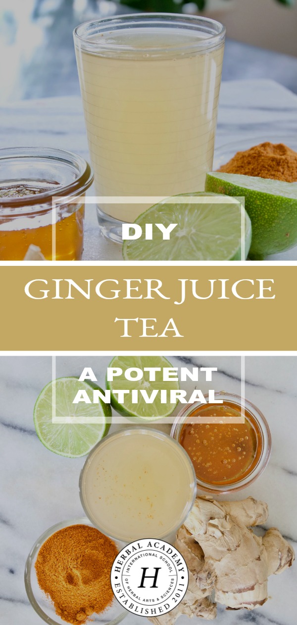 DIY Ginger Juice Tea: A Potent Antiviral | Herbal Academy | Learn how ginger can have a very potent antiviral effect on the body when used at the first sign of a viral illness in this DIY ginger juice tea!