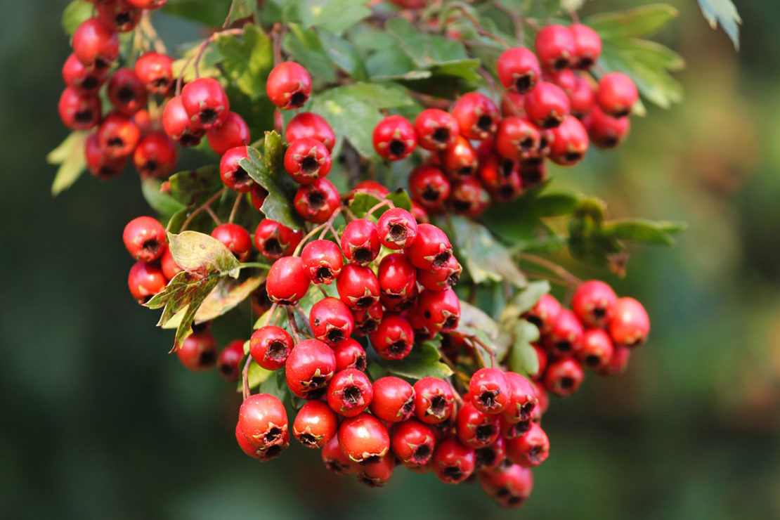 The History, Mythology, and Offerings of Hawthorn | Herbal Academy | Come hear of the myths, benefits, and offerings of hawthorn, and get two easy hawthorn recipes to use throughout the fall season as well. 