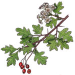 The History, Mythology, And Offerings Of Hawthorn