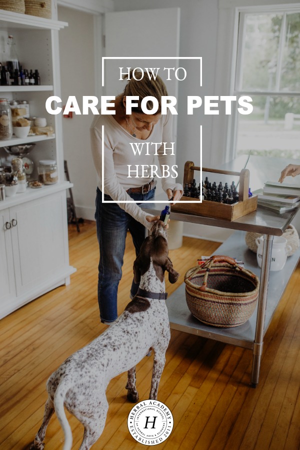 How To Use Herbs to Care for Pets | Herbal Academy | Learn about our newest Herbarium intensive, Herbs for Animals, and start using herbs to care for pets naturally!