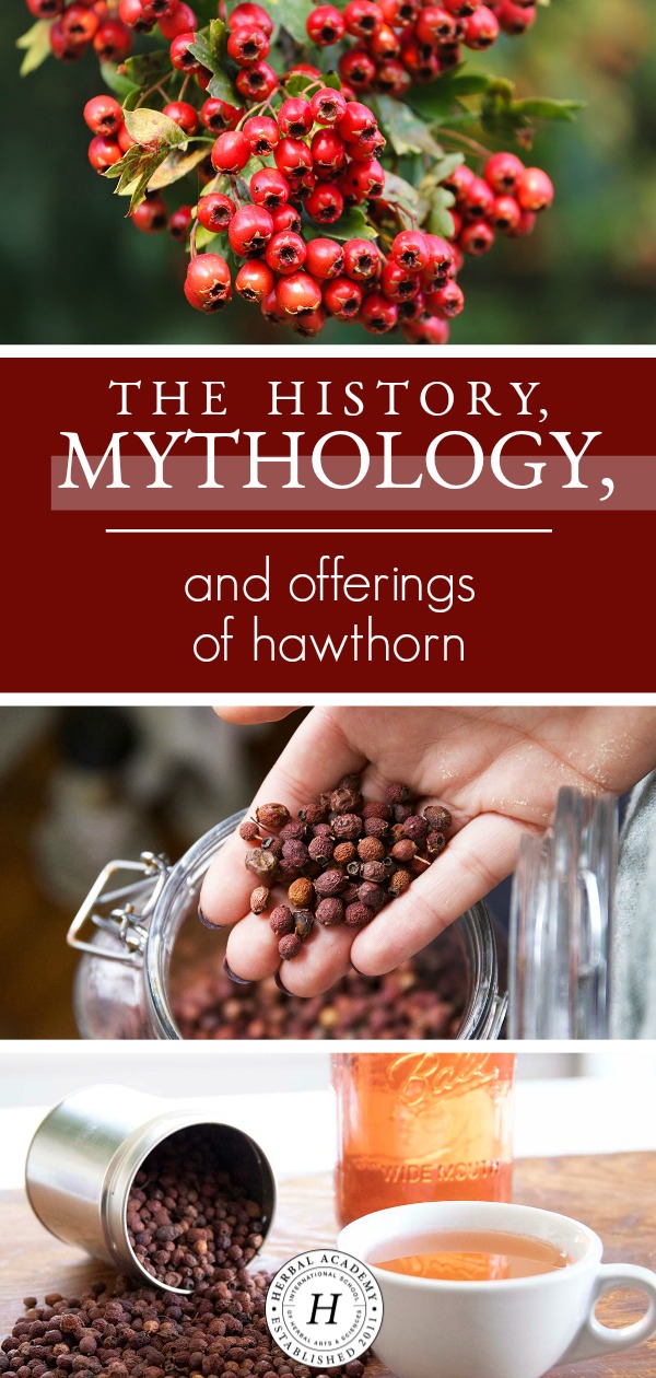 The History, Mythology, and Offerings of Hawthorn | Herbal Academy | Come hear of the myths, benefits, and offerings of hawthorn, and get two easy hawthorn recipes to use throughout the fall season as well. 