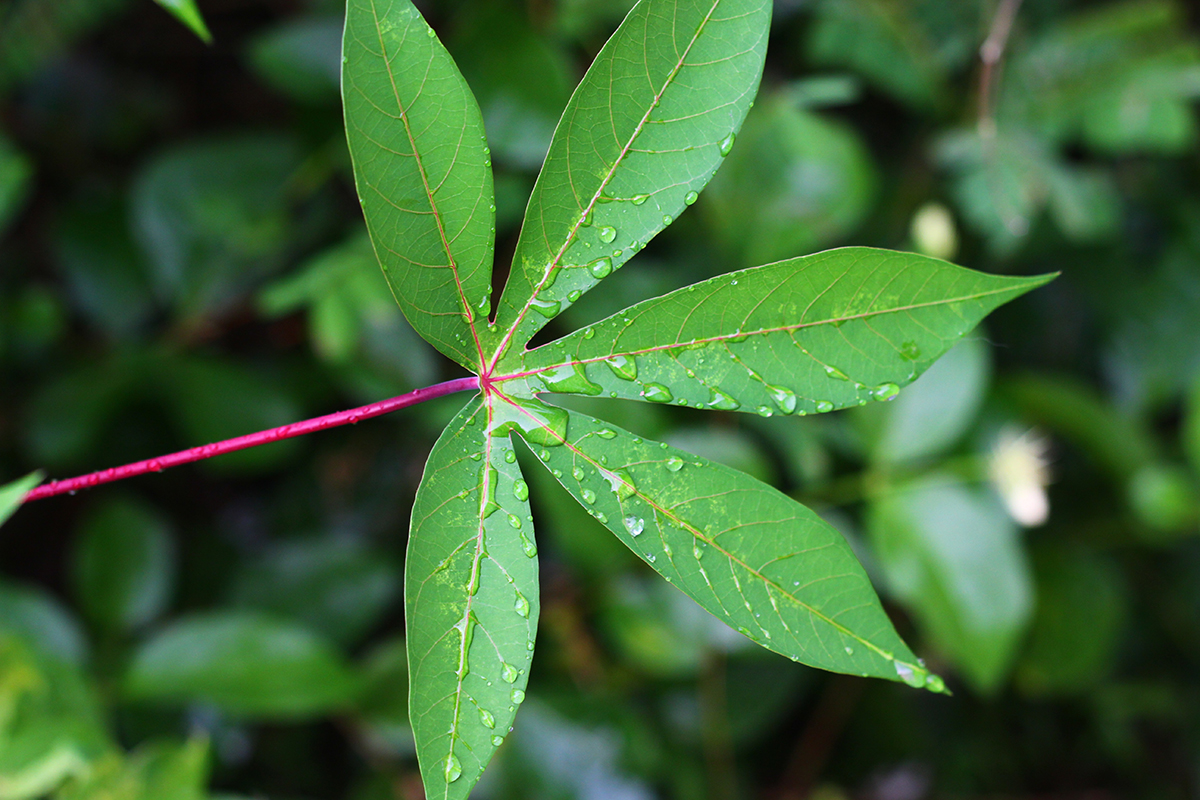 Health Benefits & Uses of Cassava Root | Herbal Academy | Cassava root is a versatile and nutritious root that's been used for food and wellness benefits for centuries. Learn how to use cassava root in this post!