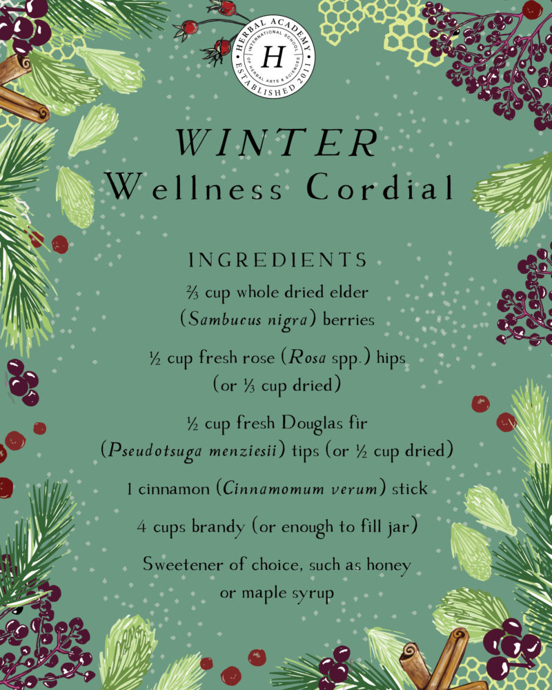 3 Conifer Cordial Recipes for Winter Wellness | Herbal Academy | Learn about three different types of conifer trees and their wellness benefits, as well as how to use them in three conifer cordial recipes! 