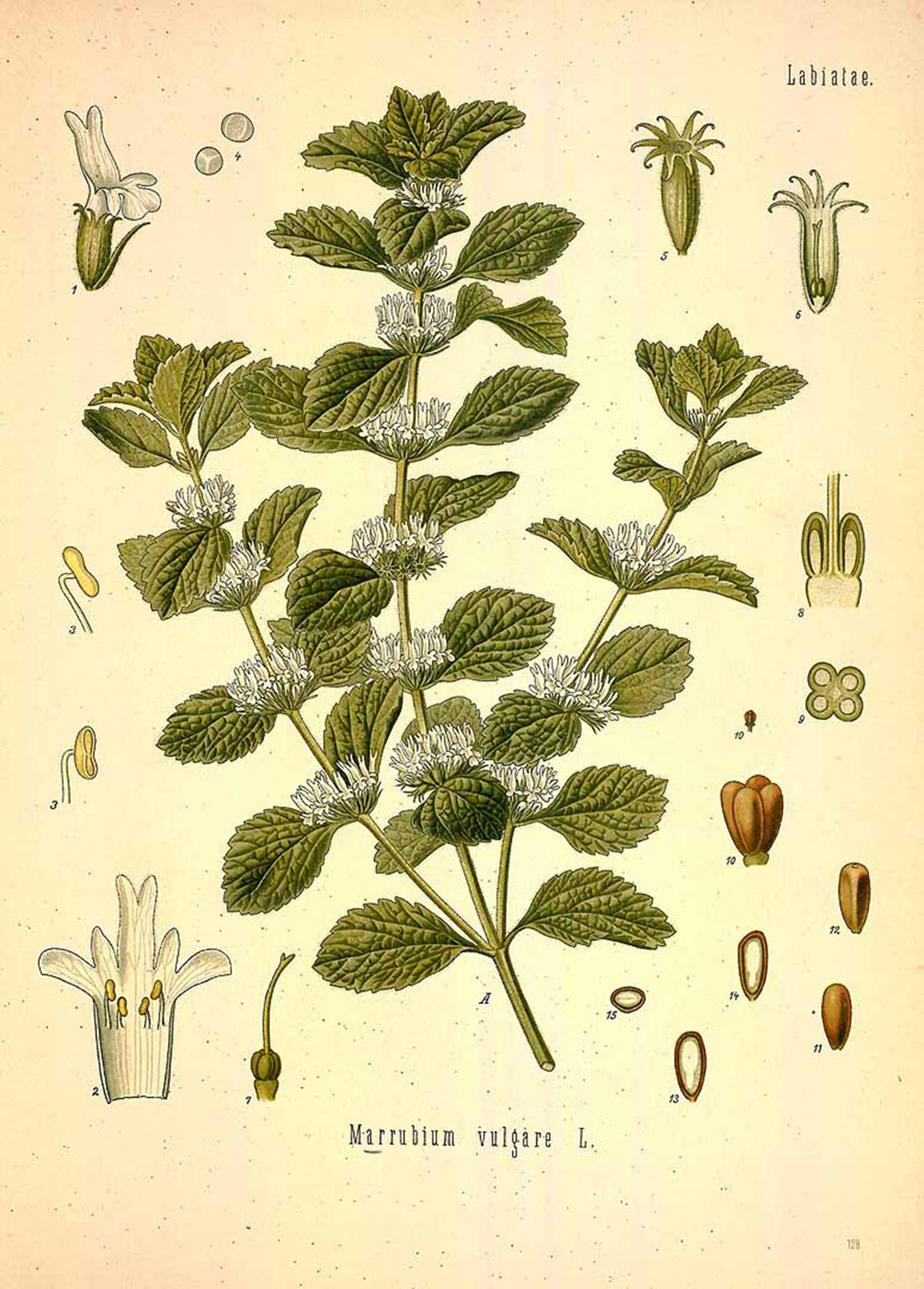 Reviving Horehound: 6 Ways You Can Use This Traditional Herb | Herbal Academy | Horehound is an herb that carries many useful properties but has fallen off the map in recent times. Learn six ways you can use this traditional herb today.