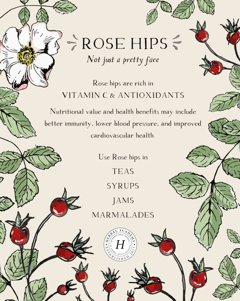 Rose Hips: The Floral Superfood! | Herbal Academy | Autumn is an ideal time of year to harvest rose hips, as the emergence of the plants’ fruit follows the natural bloom of their flowers earlier in the year.
