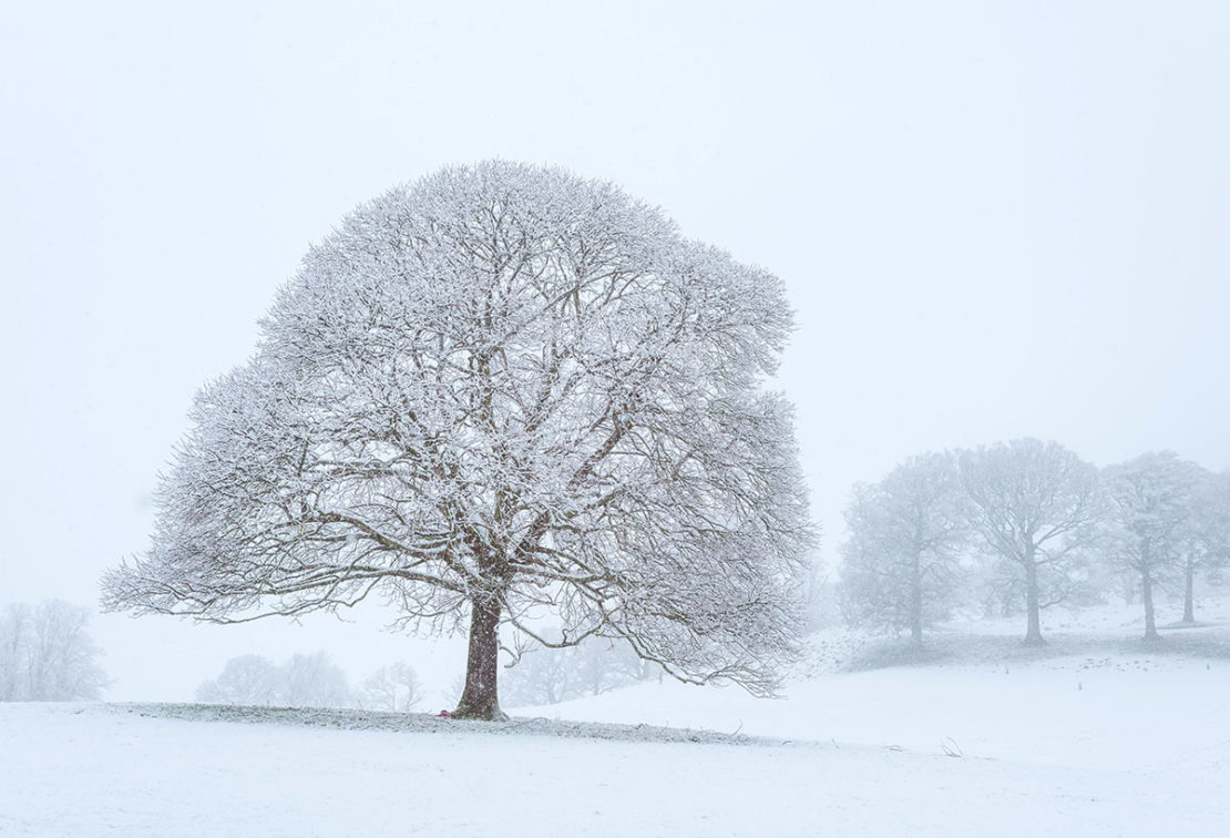 How To Stay Energetically Balanced During Winter | Herbal Academy | Stay energetically balanced during winter with foods, herbs, and lifestyle choices that will help you stay well and vibrant through the season ahead. 