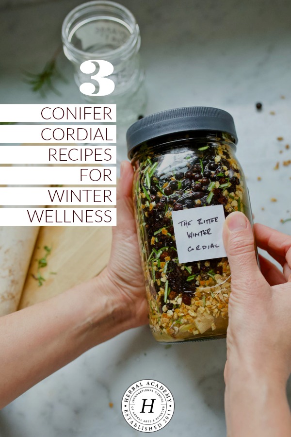 3 Conifer Cordial Recipes for Winter Wellness | Herbal Academy | Learn about three different types of conifer trees and their wellness benefits, as well as how to use them in three conifer cordial recipes! 