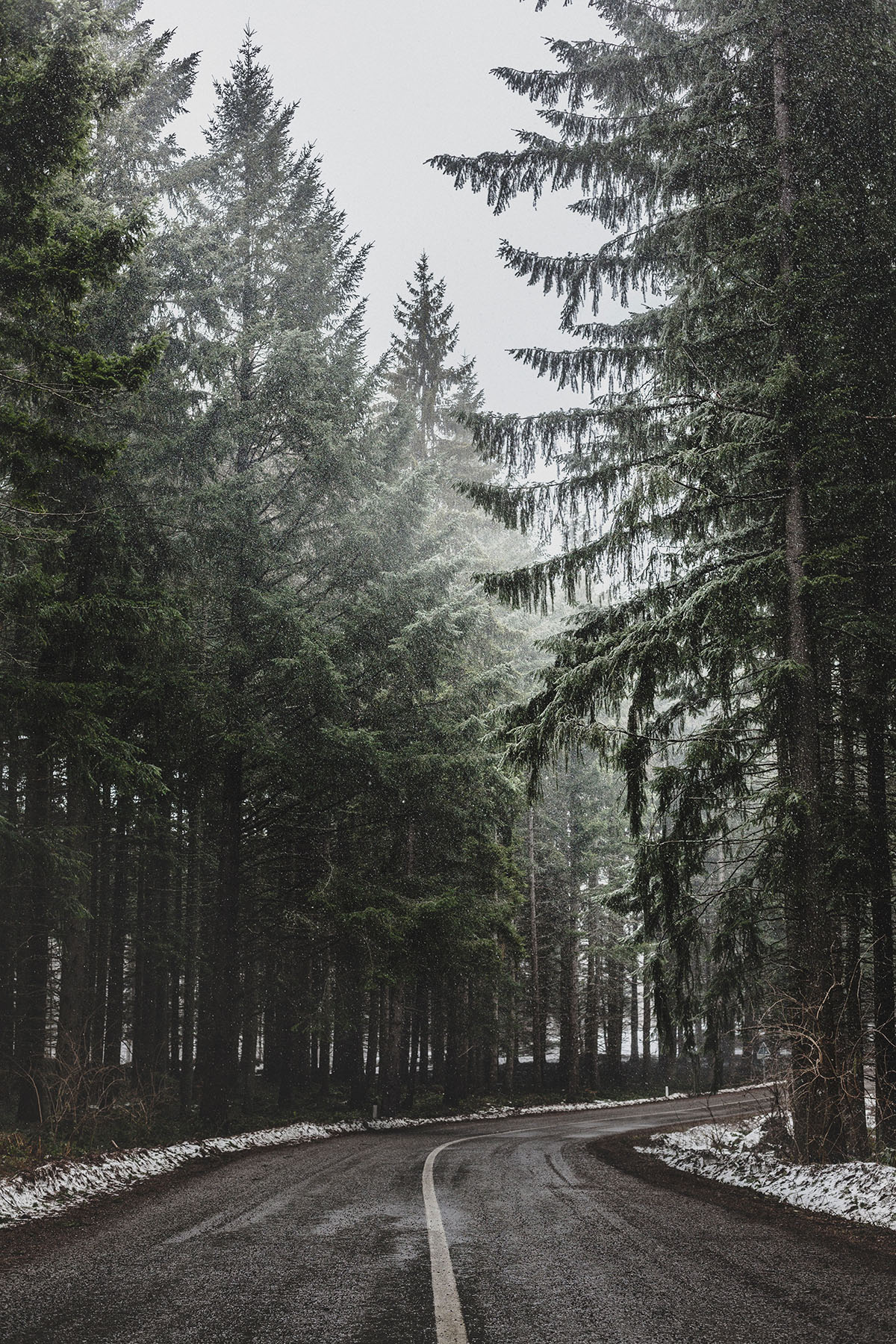 3 Conifer Cordial Recipes for Winter Wellness | Herbal Academy | Learn about three different types of conifer trees and their wellness benefits, as well as how to use them in three conifer cordial recipes! 