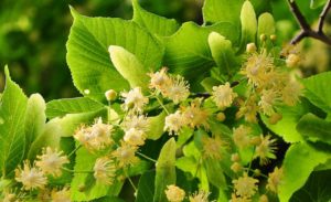 Linden flowers growing on tree