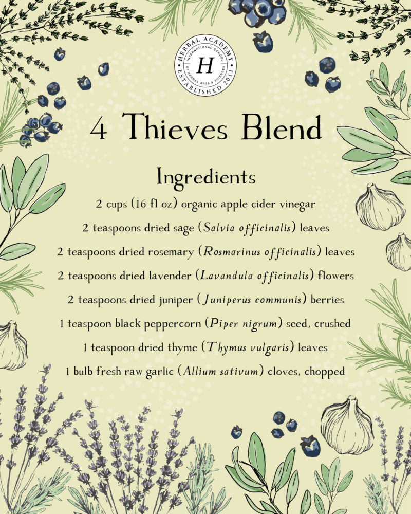 How to Make and Use the Legendary Four Thieves Vinegar Blend | Herbal Academy | Ever heard of the Four Thieves Vinegar blend? Come learn the folklore surrounding this blend, how it's used to support wellness, and how to make it.