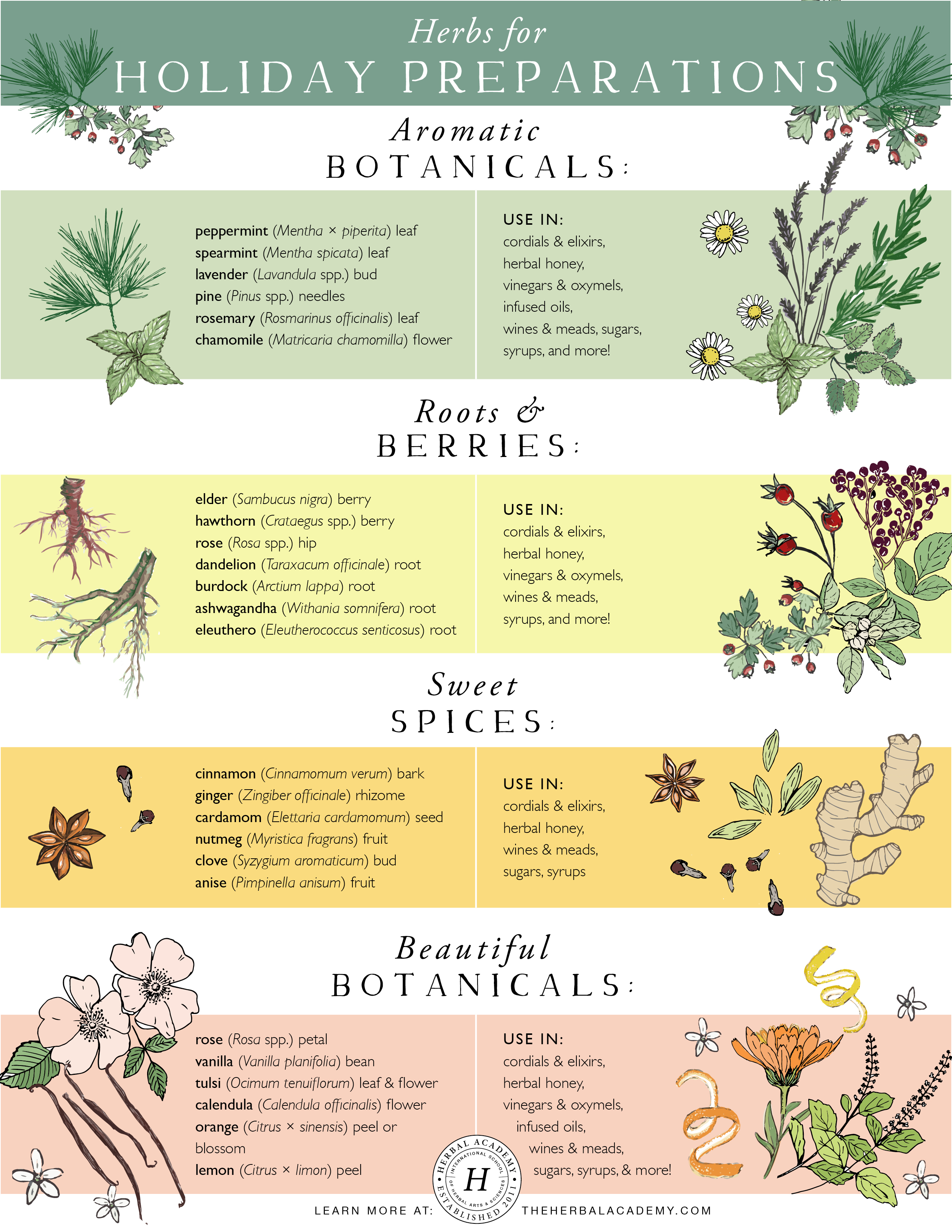 Herbs for Holiday Preparations | Herbal Academy | Here’s a list of herbs that often make their way into lovely herbal holiday preparations that can, in turn, become beautiful gifts and accompaniments to long winter evenings by the fireside. 