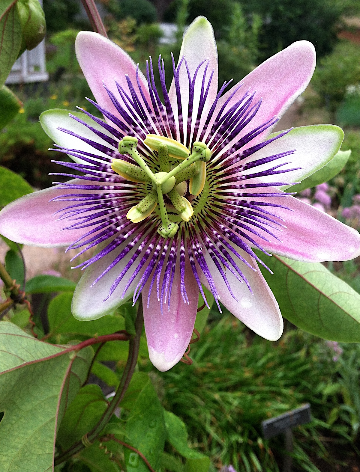 passionflower growing outside