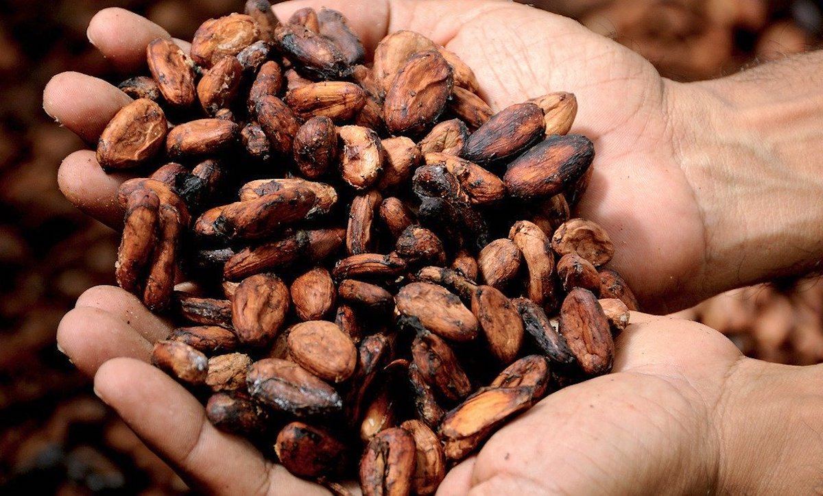 cacao by Herbal Academy