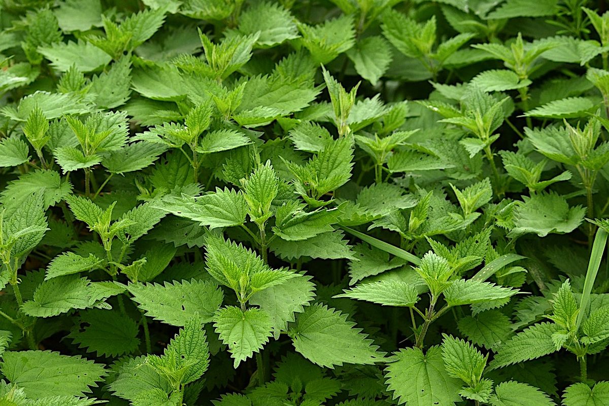 stinging nettle treatment vinegar