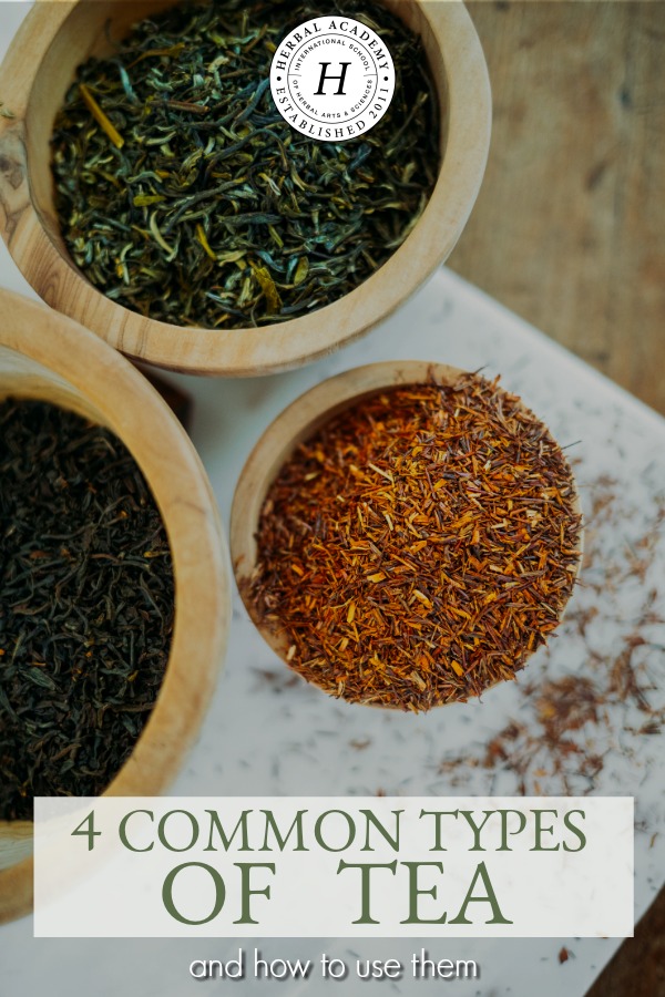 4 Common Types of Tea To Know & How To Use Them | Herbal Academy | Learn about four different but common teas, including black, green, white, and herbal teas, as well as various ways to use and enjoy these types of tea.