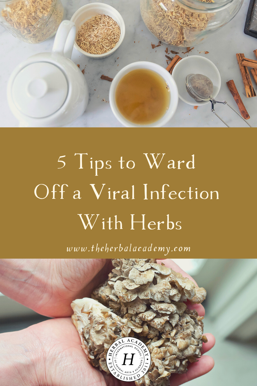 incorporating herbs into your wellness plan—before, during, and after an illness—can help to make you more comfortable and help support the body in recovery.