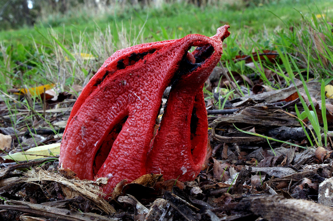 Mystery behind mushroom fairy rings revealed