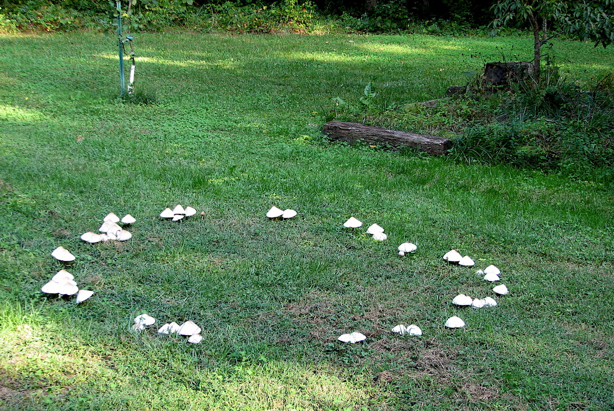 Mushroom Folklore: Fairy Rings – Herbal Academy