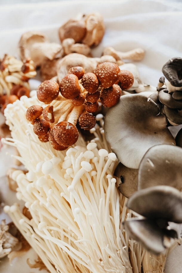 The Mushroom Course online fungi program by Herbal Academy