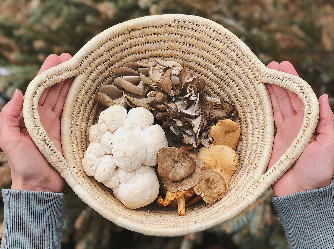 The Mushroom Course online fungi program by Herbal Academy