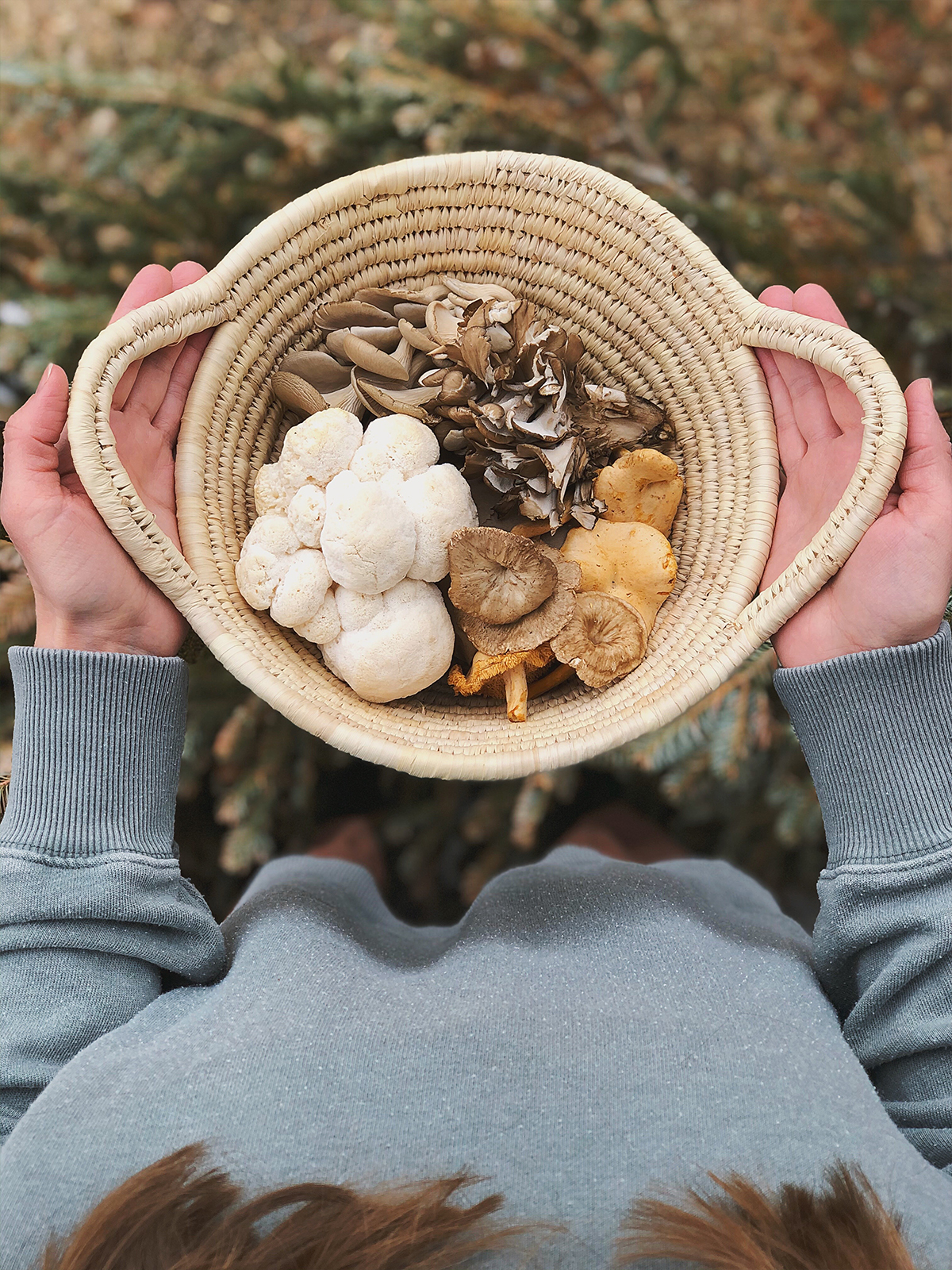 THE Mushroom Course - Herbal Academy - learn mushroom foraging and identification