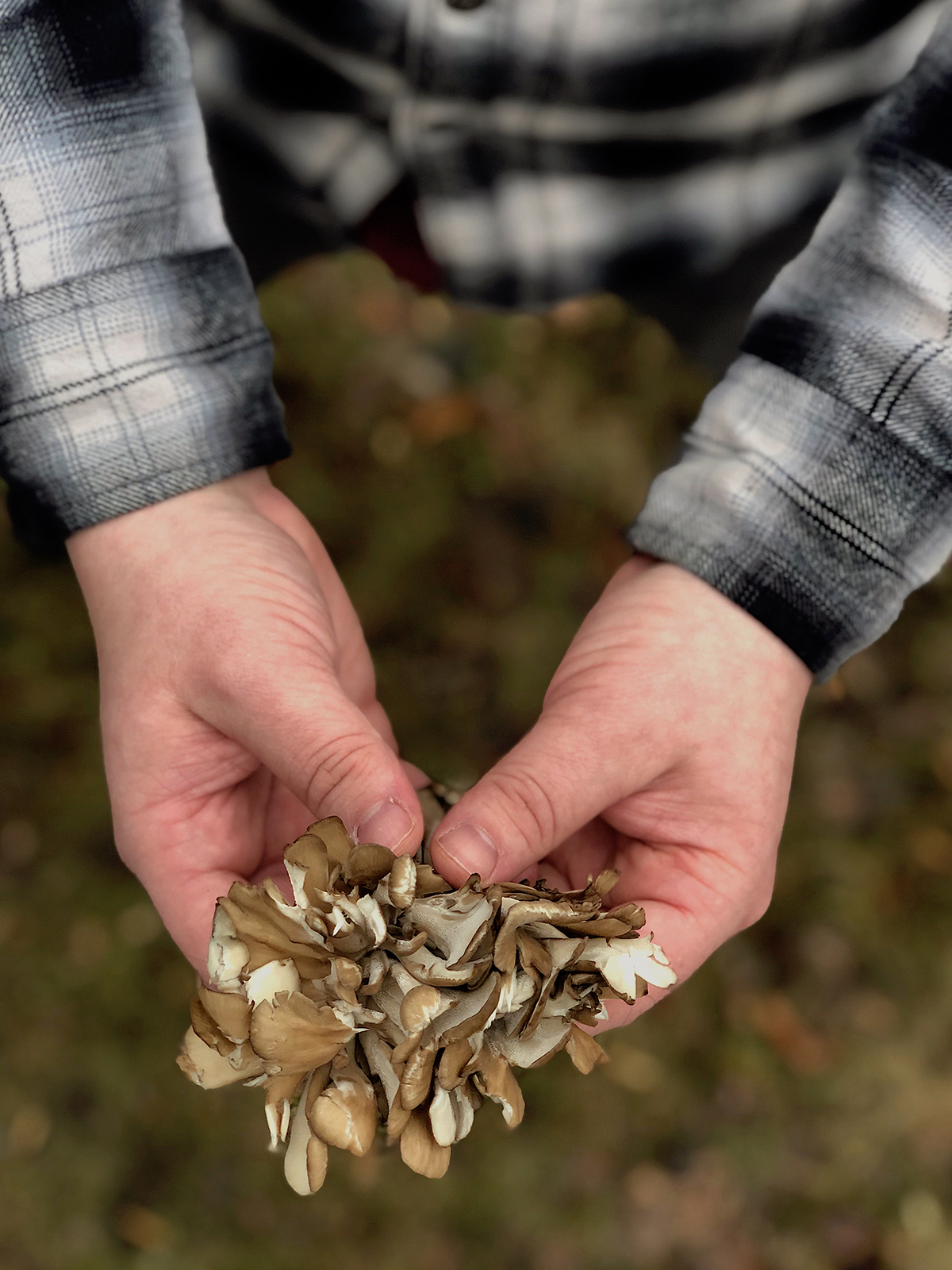 The Mushroom Course online fungi program by Herbal Academy