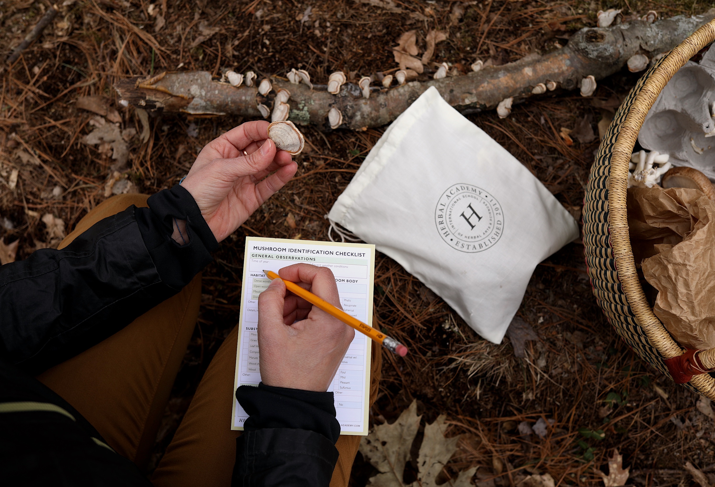 The Mushroom Course online fungi program by Herbal Academy