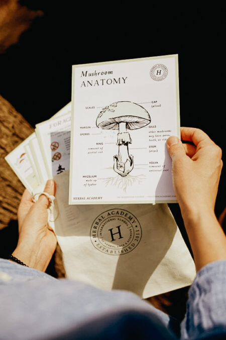 The Mushroom Foraging Kit - Herbal Academy The Mushroom Foraging Kit - Herbal Academy
