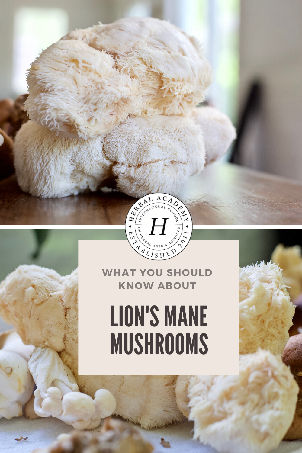 Lion s Mane Mushroom What You Should Know Herbal Academy