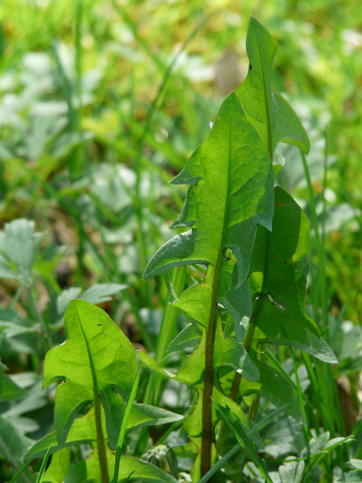 Dandelion Greens: 3 Simple Recipes for Spring