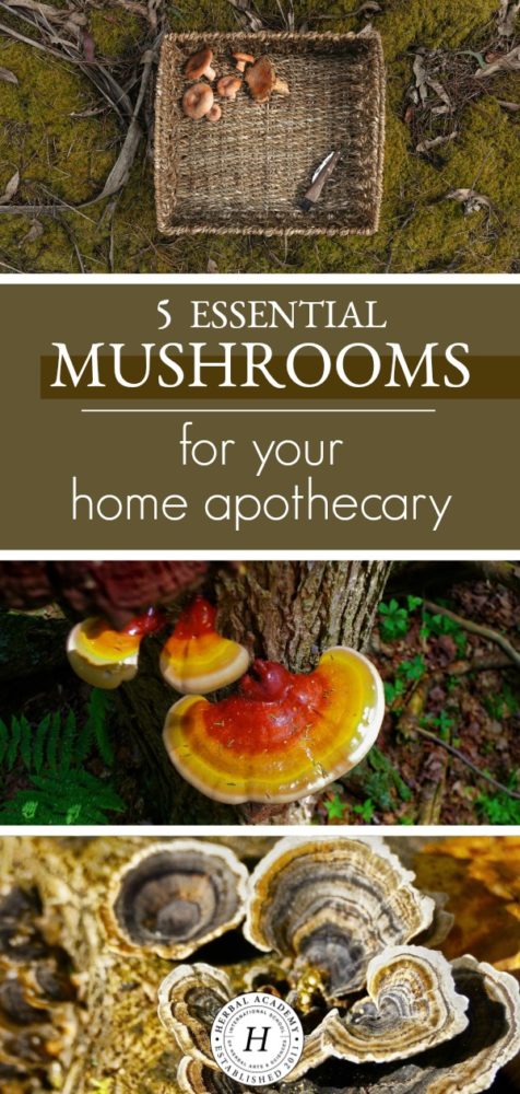 Fungi Support: Top 5 Best Mushrooms for Mental Health – HerbEra