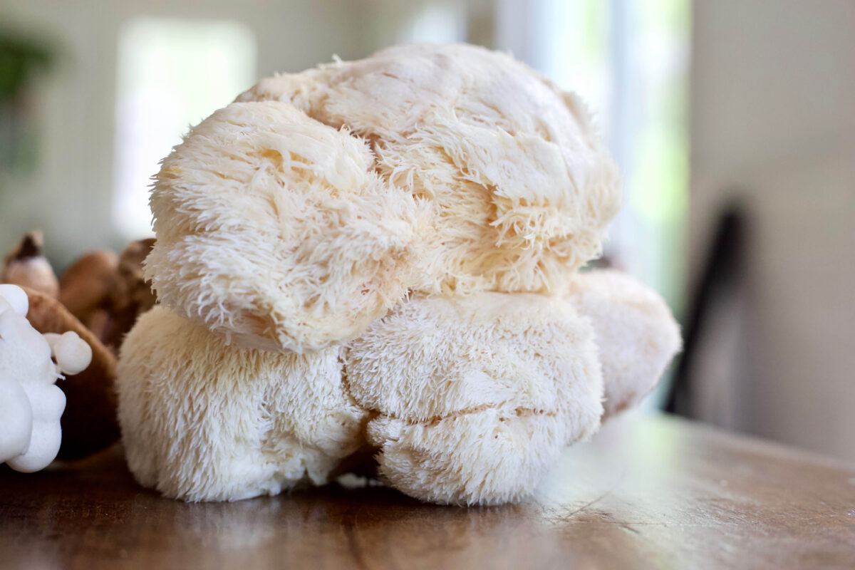 lion's mane mushroom sitting on a table