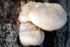 Lion's Mane Mushroom: What You Should Know | Herbal Academy | Lion's mane (Hericium erinaceus) mushroom is most recognized for its important work in supporting brain function, memory, and mood.