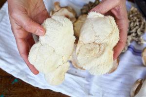 Lion's Mane Mushroom: What You Should Know | Herbal Academy | Lion's mane (Hericium erinaceus) mushroom is most recognized for its important work in supporting brain function, memory, and mood.