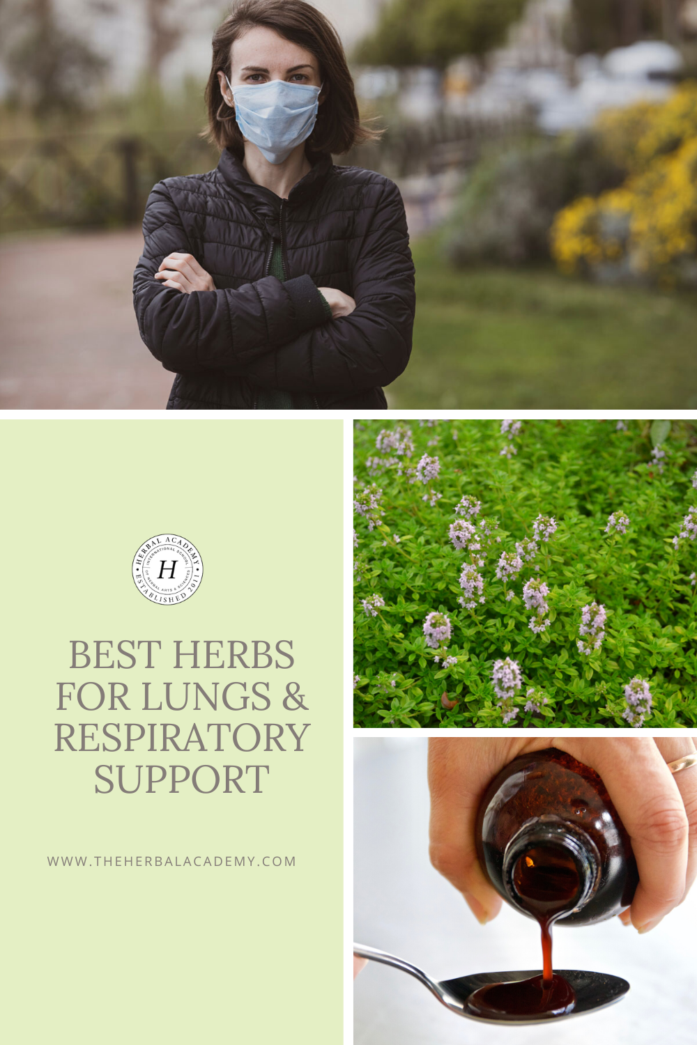 Best Herbs for Lungs and Respiratory Support | The Herbal Academy | For viral respiratory infections, turn to herbs that have strong immune or antiviral actions in addition to herbs for lungs and basic respiratory support.