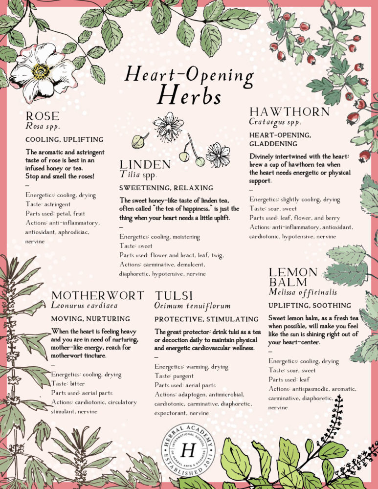 A Heart Warming Herbalist Day Herbal Academy   Heart Opening Herbs By Herbal Academy 773x1000 