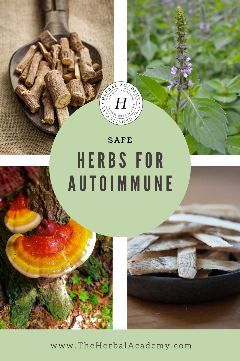 Safe Antiviral Herbs for Autoimmune Disease | Herbal Academy | Finding immune-supportive, antiviral herbs for autoimmune disease requires an extra layer of care and research by the individual or practitioner.