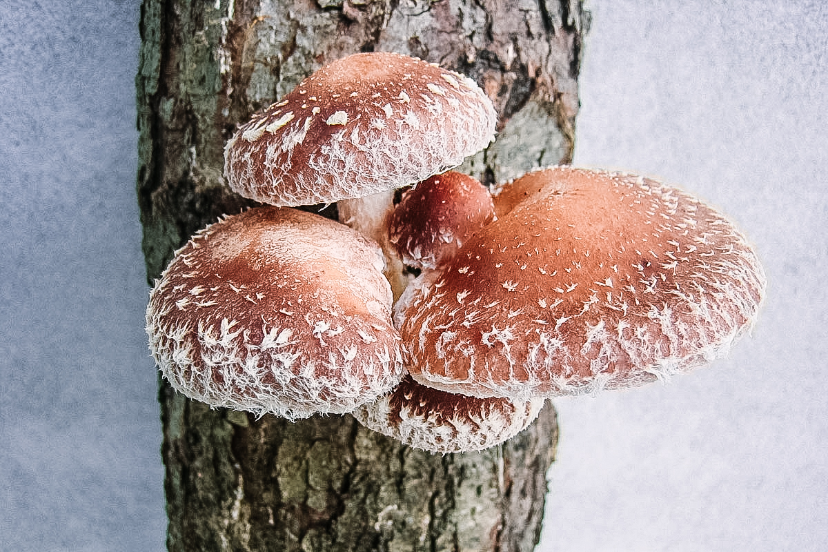 shiitake mushrooms growing on log
