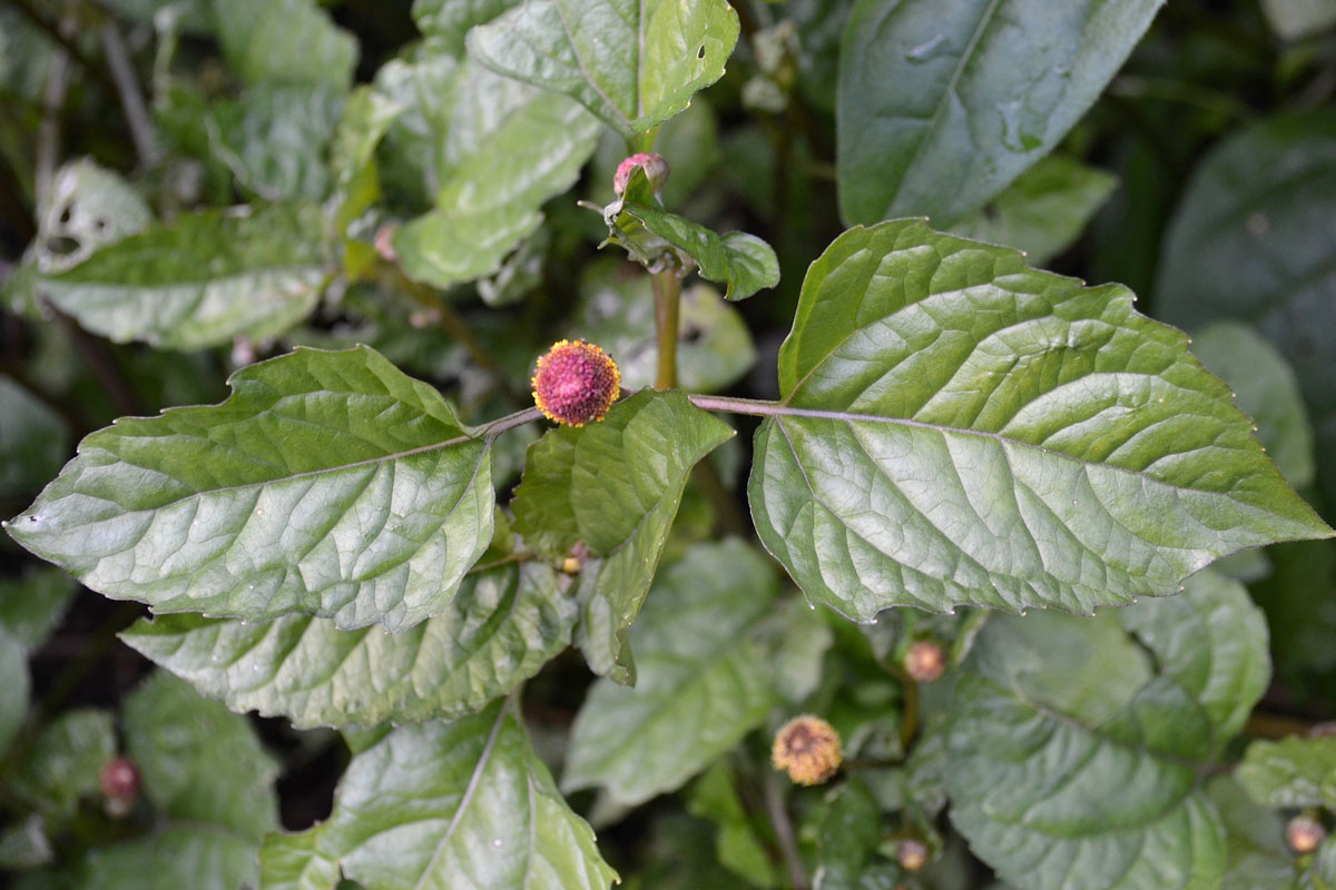 Spilanthes plant