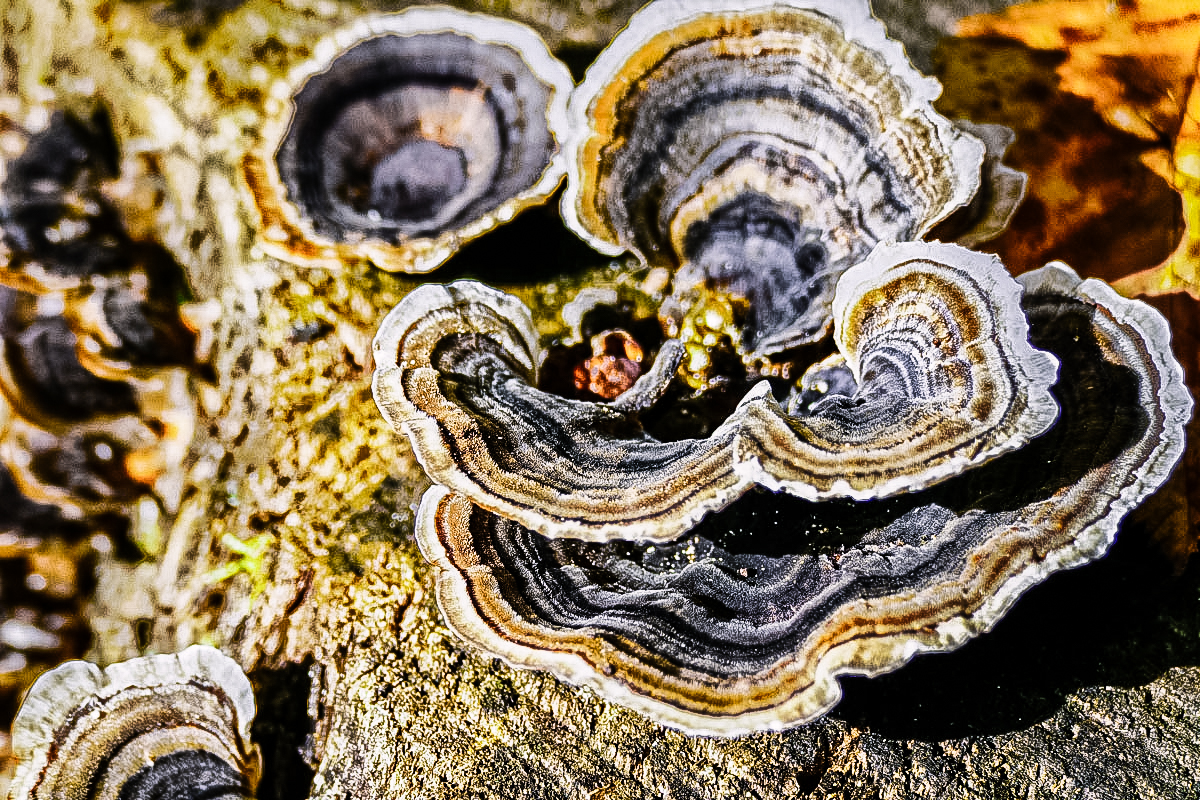 turkey tail mushroom on log