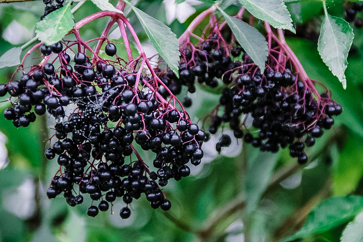 Fresh Elderberries Growing on Bush