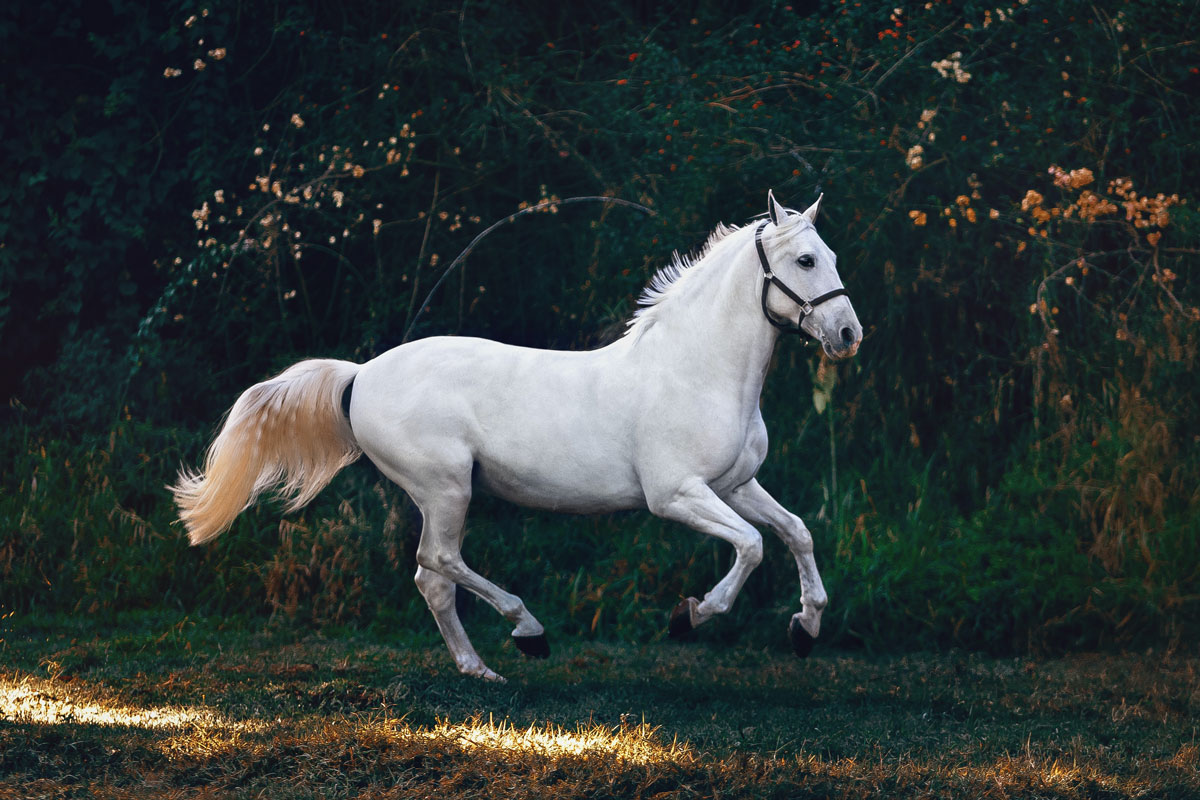 White Horse Running Through Field