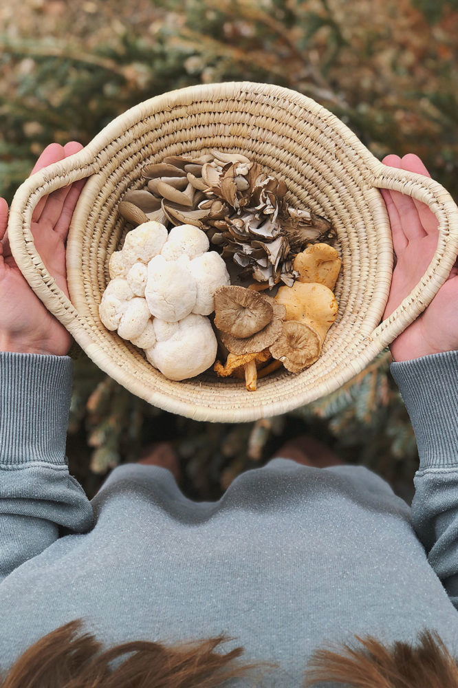 Safe Antiviral Herbs for Autoimmune Disease