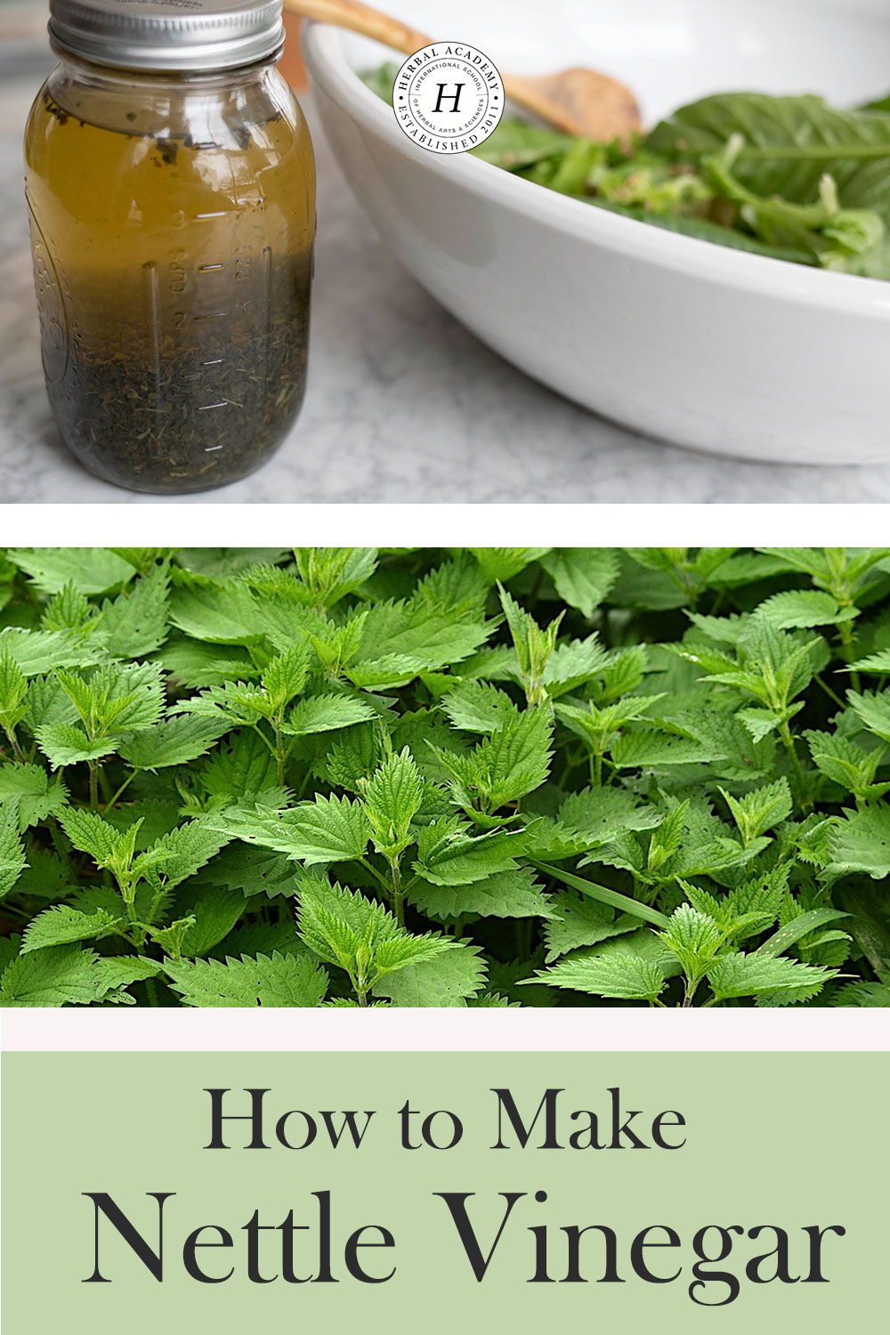 Nettle Vinegar: A Spring Alterative Recipe | Herbal Academy | Learn how to make delicious nettle vinegar using dried nettle and apple cider vinegar to support the liver and aid in gentle cleansing and detoxification.