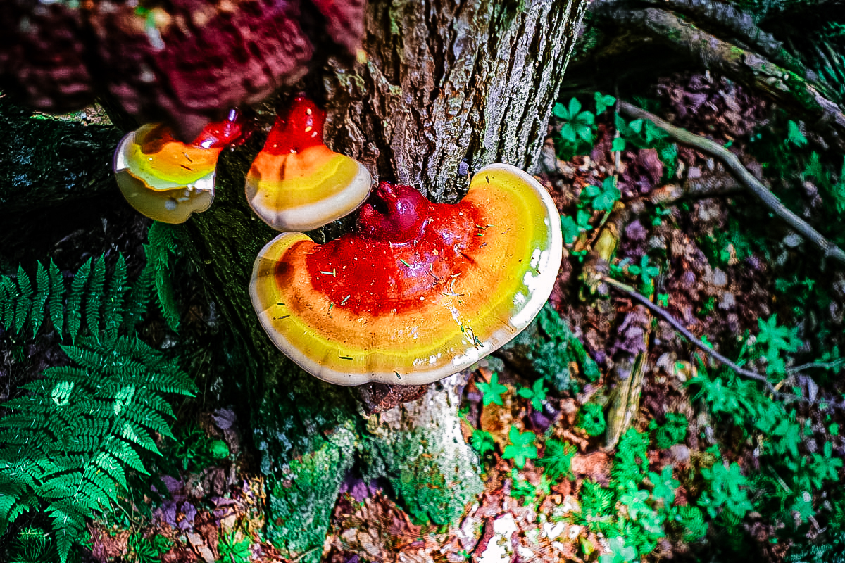 Reishi mushrooms growing on tree